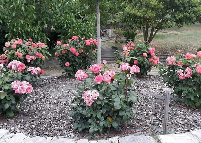 Rosa 3*